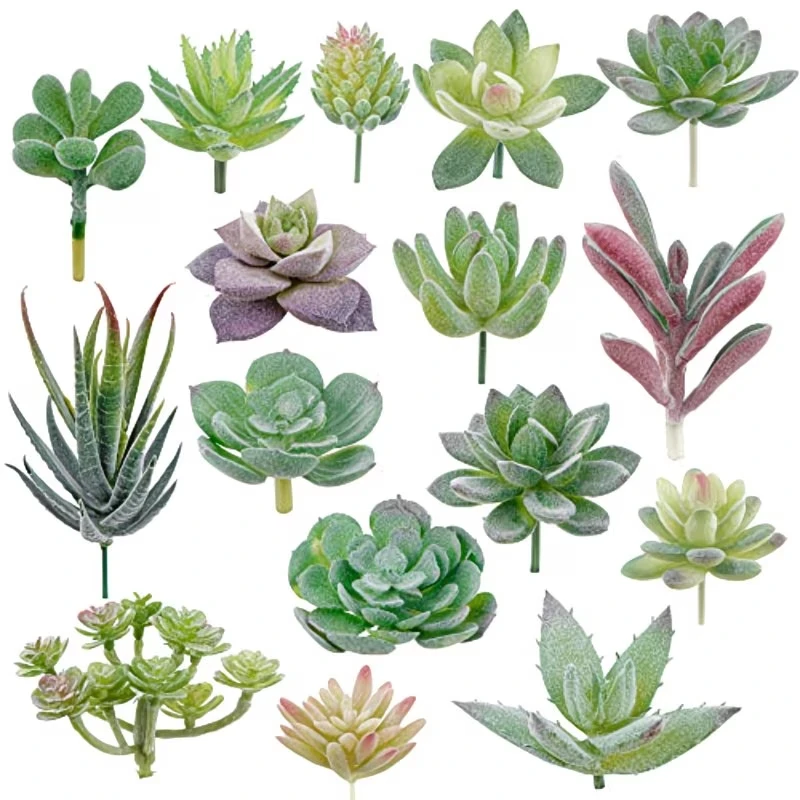 10/20 قطعة نباتات عصارية خضراء - مراجعة Echeveria Succulent وسعره