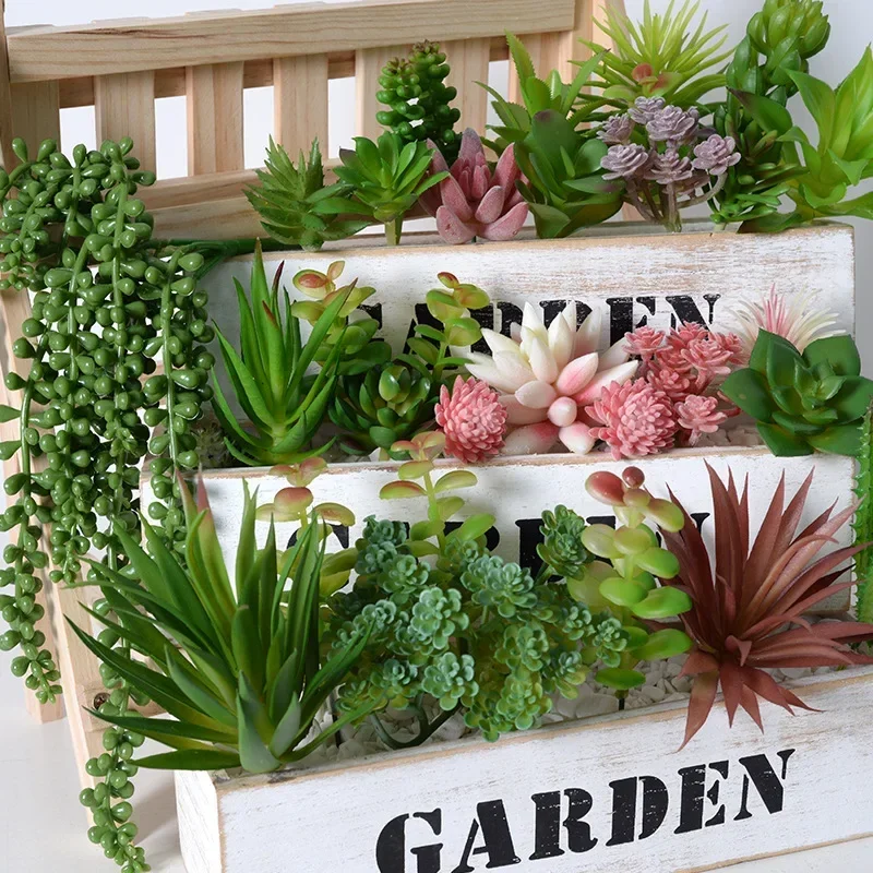 10/20 قطعة نباتات عصارية خضراء - مراجعة Echeveria Succulent وسعره