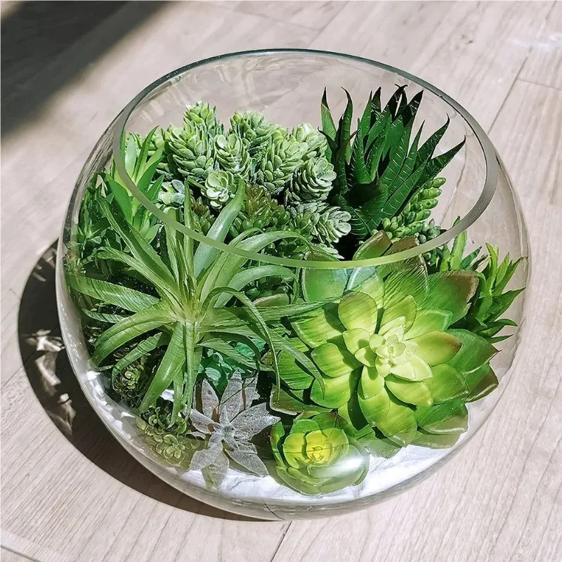 10/20 قطعة نباتات عصارية خضراء - مراجعة Echeveria Succulent وسعره